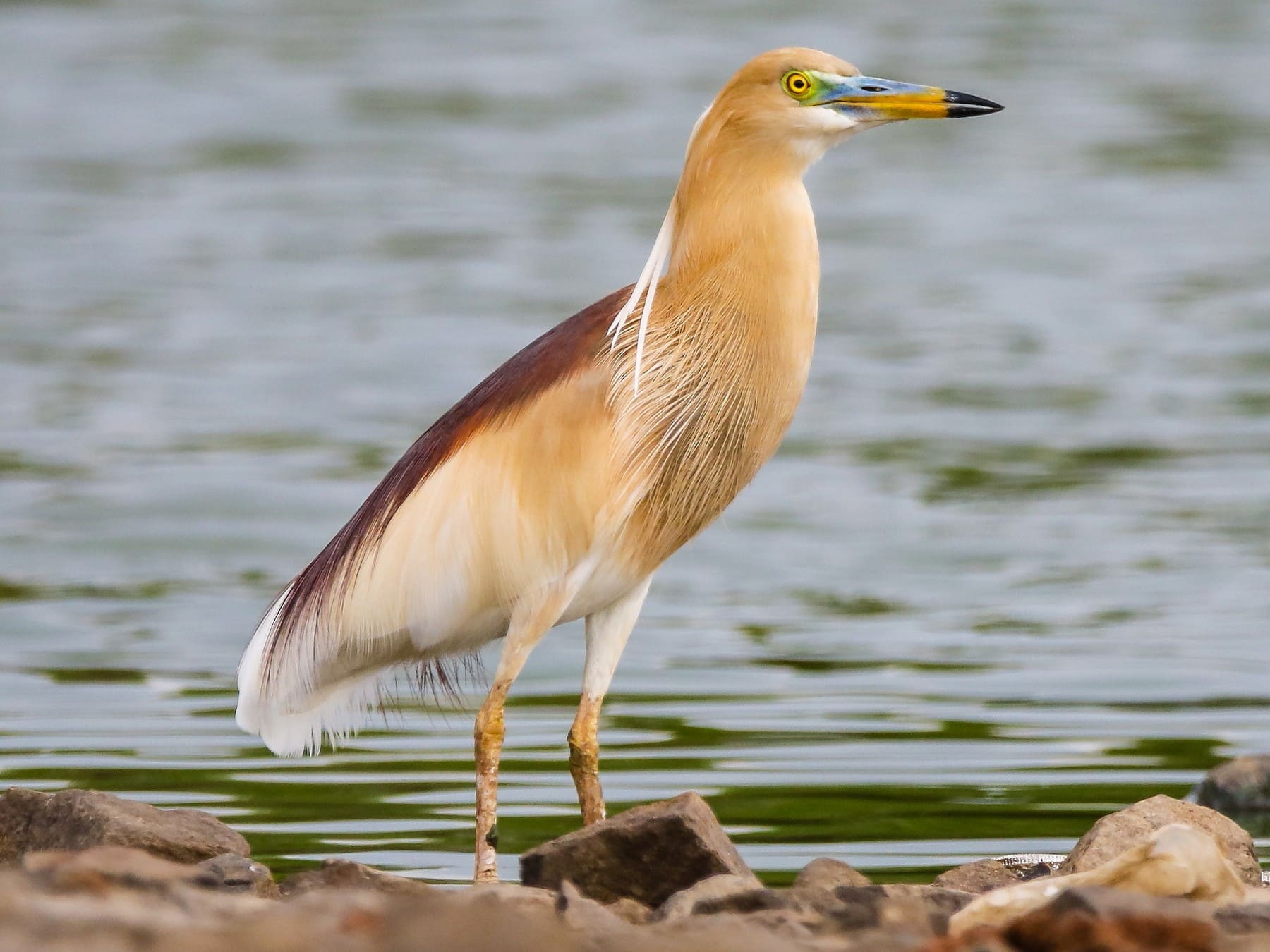 Indian Pond-Heron